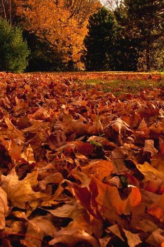 Illustration for article titled Shooting Challenge Fall Leaves Gallery 7